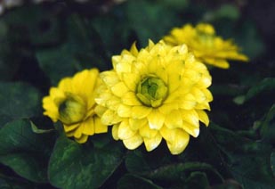 Ficaria verna 'Flore pleno'